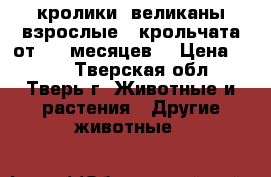 кролики  великаны взрослые , крольчата от 1,5 месяцев  › Цена ­ 350 - Тверская обл., Тверь г. Животные и растения » Другие животные   